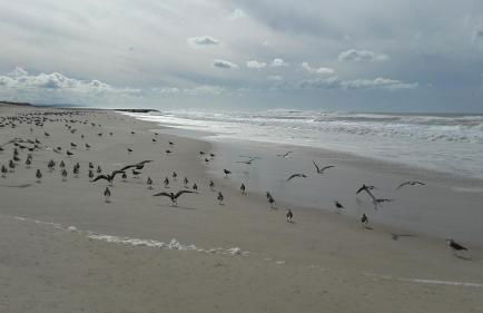 Casa do Areal, Refúgio das Rotas Pedestres em Mira - Foto 64