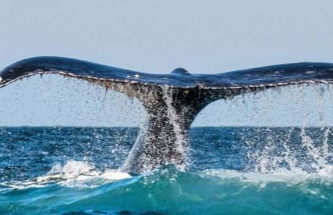 Avistamiento de ballenas en Chañaral de Aceituno - Foto 3