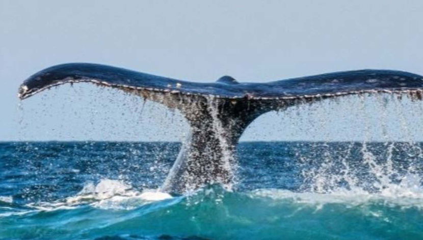 Avistamiento de ballenas en Chañaral de Aceituno