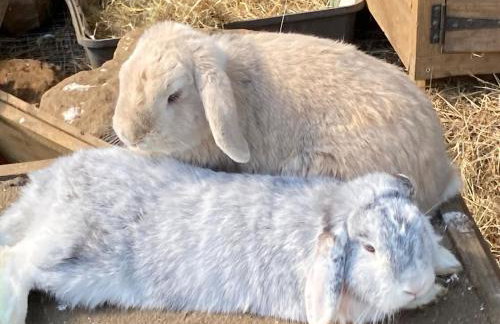 Gertys Getaway - Foto 14