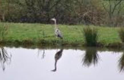 Snug & Secluded Lakeside Shepherds Hut 'Carp' - Foto 33