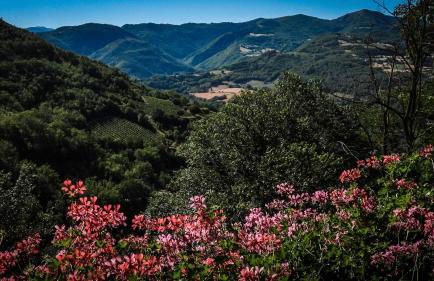 Agriturismo Arcera Apartments - Foto 6