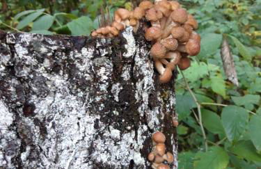 Appartamento Giada Pozzale di Pieve di Cadore(BL) - Foto 20