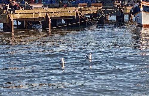 Harbour House Holiday Apartments - Foto 56