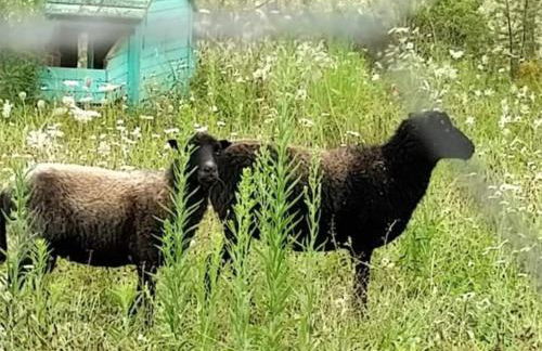 Nid du merle avec sauna et jacuzzi privatif - Foto 37