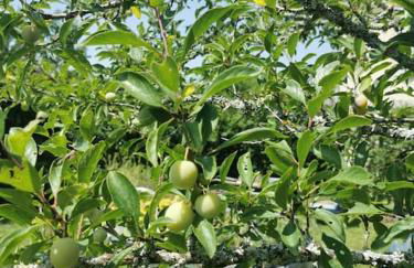 La grange de Pierrot - Foto 11