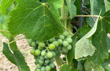 Villa of Golden Light - Foto 44