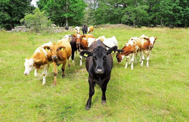 5 Person Holiday Home in Tingsryd-by Traum - Foto 13