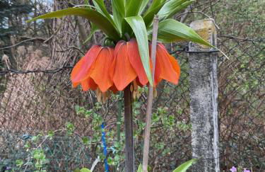 Waldtraum Wandlitzsee - Foto 44