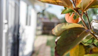 Mira Mesa Private Suite with Private Bath & Entry #1 - Foto 3, Garden, Garden view