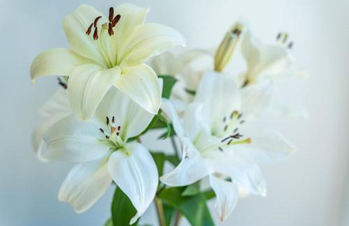 Beautiful L&N Studio Apartment in Dubrovnik - Foto 30