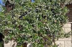 Casa vacanze "Ulivi nel Mare" - Foto 19