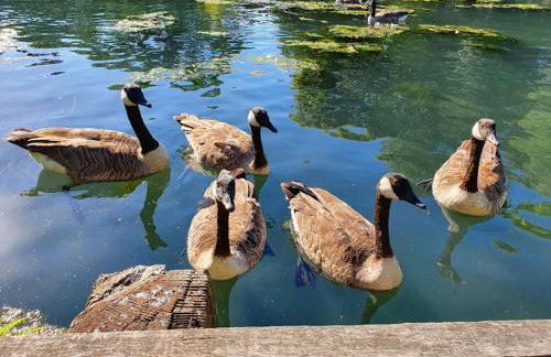 wallington double Room - Foto 11