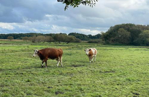 Ferienhaus Weise - Photo 22