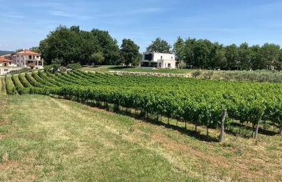 Villa Oliva Istria - Foto 41