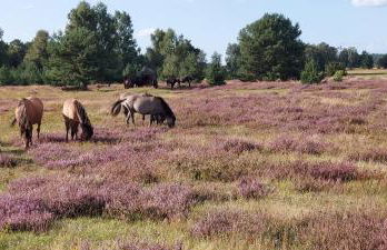 Casa-Flores, um"Schwarzes Gold" zu erkunden - Foto 11