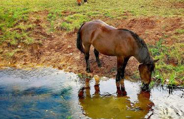 Agroturystyka Żubrówka - Foto 39