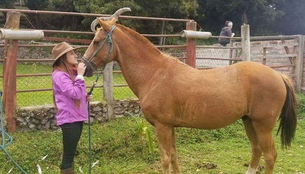 Caballos en la Hacienda Hipolongo Cruz de Mayo