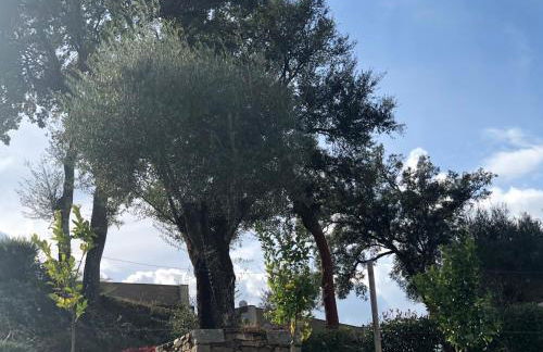 Bosque da Harmonia - Foto 53