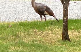 Private Oasis Near Lake Michigan & Warren Dunes! - Foto 37