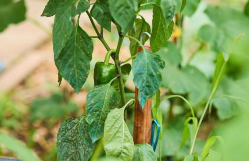 Beloc House Lopud Island - Photo 65