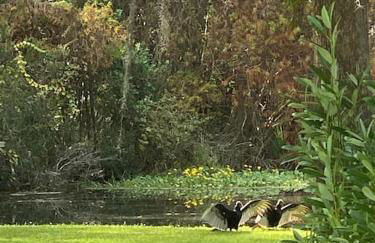 Professor Rousseau's Manatee Bay - Foto 25