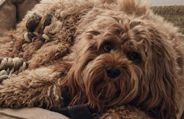 Apartment A1 - Zwei Bäder & Terrasse im "Pine Hill Resort" - Foto 10