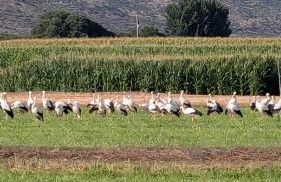 MASIA CLOTATS - Photo 39