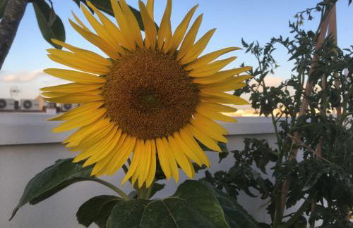 Charming home with private terrace,heart of Málaga - Foto 18