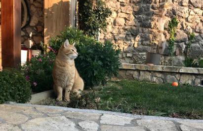 Apartman Sara - Foto 16