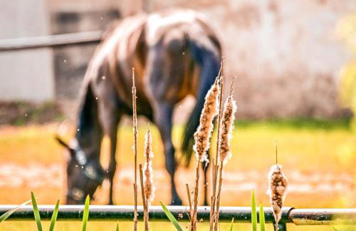 Pałac Baborówko - Foto 24