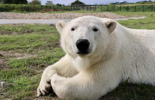 Classy 2 Bed Near Alton Towers, Polar Bears, Peak District - Foto 40