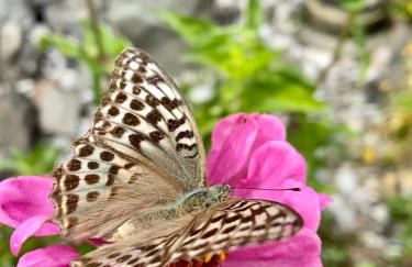 Alpine Chalet CESA VEDLA -nature & silence - Foto 27