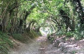 Cosy cottage with vineyard view near Goodwood Chichester - Photo 21