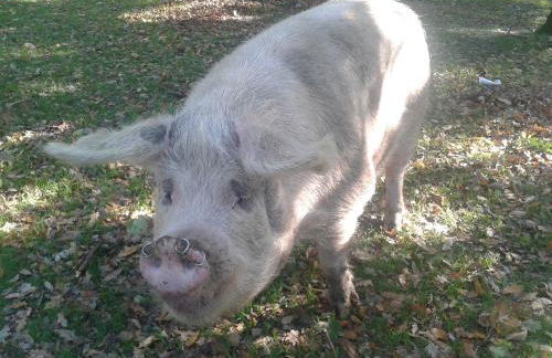 Bentley Cottage - Foto 19