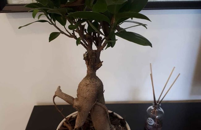 Republica83-Campo Pequeno Home - Foto 52