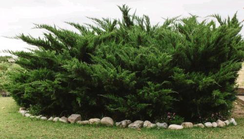 Chrisas hause - Foto 3