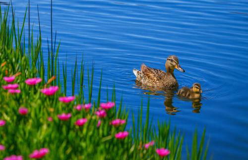 Downtown A2 Gem - Next to Hospitals, Stadium & Restaurants - Foto 48