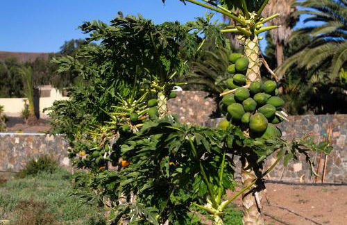 Finca Arbequina - Photo 71