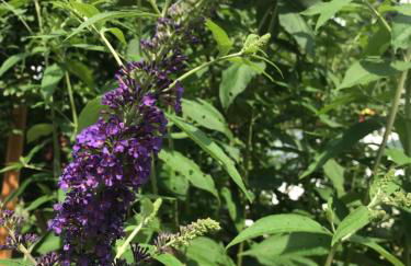 Pensionszimmer im Fliederhof - Foto 13