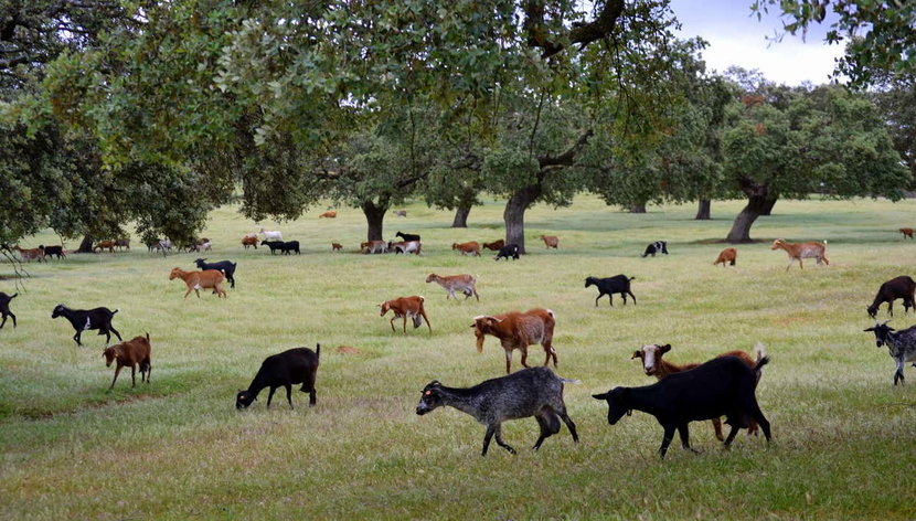 Visita a una quesería + Taller de queso de cabra - Foto 2, Cabras en la granja