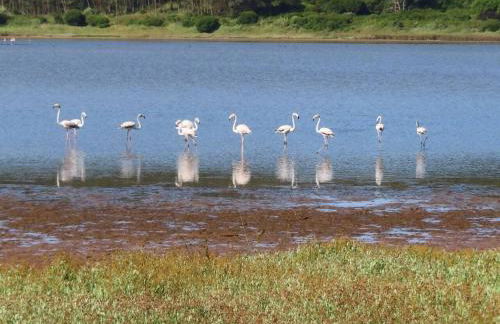 Óbidos Lagoon Refuge - Foto 23