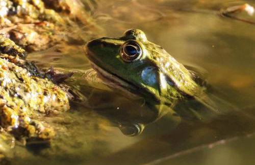 gîte en campagne Lamégritnière - Foto 44