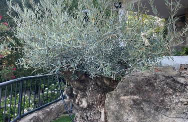 Villa con piscina, jacuzzi y basket junto al lago de El Burguillo - Photo 11