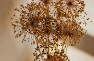 Bujanie w sitowiu - Foto 68