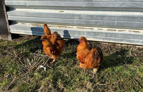 Ferien-Landleben - Photo 17