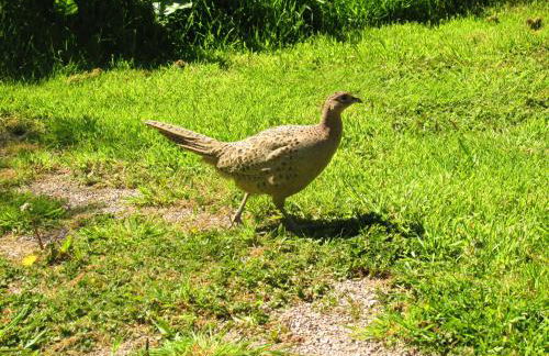 The Cabins Conwy - Foto 56