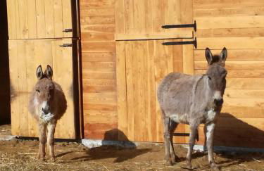 AGRITURISMO MASO PERTENER -adults friendly- - Foto 80