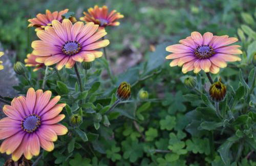 Villa Trinacria - Foto 18