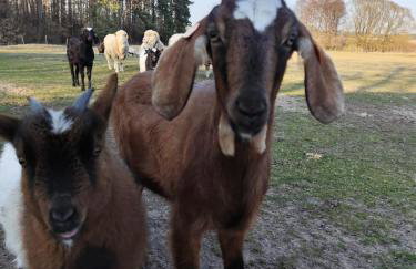 Smocze Ranczo - Foto 68